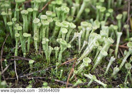 Lichen Cladonia Deformis In Autumn Forest, Close-up.