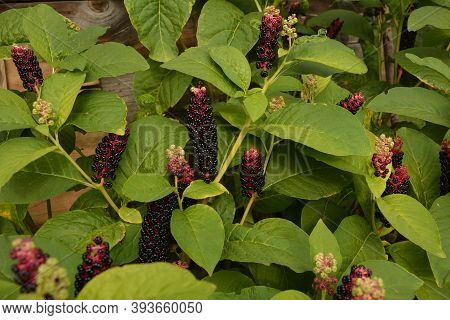 Phytolácca Americána Poisonous Plant. Phytolacca Acinosa Medicinal And Poisonous Plant.