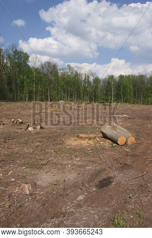 Felling Site In The Forest. Forest Clearing. Wood Harvesting.