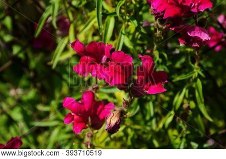 Beautiful Garden Flowers At Sunny Day, Snapdragon Flowers Blooming In Garden, Colorful Snapdragons