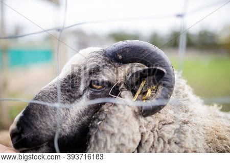Lateral View Of A Horned Black And White Sheep Behind A Square Knot Fence