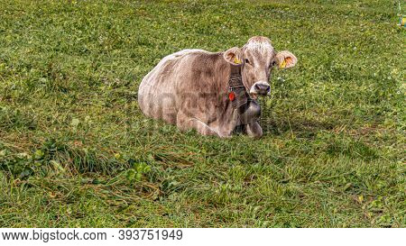 One Cow Laying On Meadow In Grengiols, Switzerland. Famous Brown Swiss Cattle With Cowbell. Swiss Br