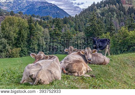 Four Cows Laying On Meadow In Grengiols, Switzerland. Famous Brown Swiss Cattle With Cowbell. Swiss 