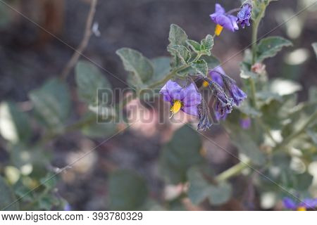 Umbel Inflorescence Of Purple Blooming From Chaparral Nightshade, Solanum Xanti, Solanaceae, Native 