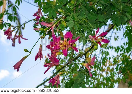 Beautiful Floral Background With Magenta Flowers And Green Buds Among The Bright Foliage Of The Silk