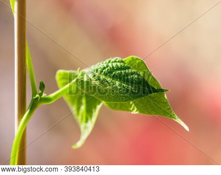 Green Pole Bean Leaf On Blurred Background