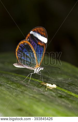 Glasswing Butterfly, Greta Oto, Adult Standing On Leaf