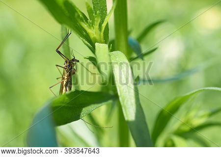 A Large Mosquito Is Sitting On The Stem Of The Plant
