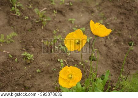 Yellow Hornpoppy (glaucium Flavum) In Coastal Hills, Crimea