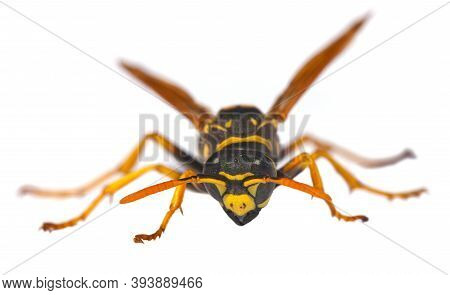 European Wasp German Wasp Or German Yellowjacket Isolateed On White Background In Latin Vespula Germ