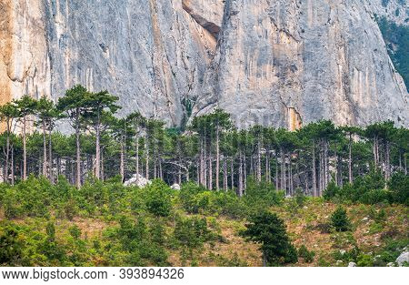 Detail Of A Steep Rocky Wall With Green Fir Trees In The Mountains. Steep Stones Of Big Rocky Mounta