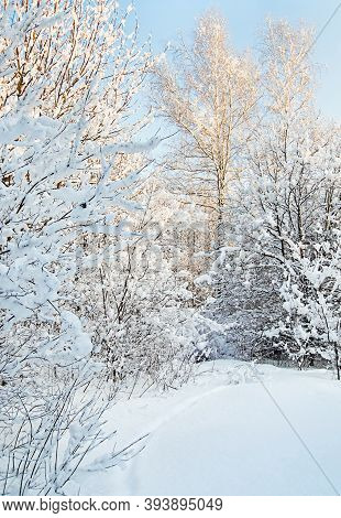 Beautiful Winter Scene With Snow Covered Trees In Sunny Day And Footpath In The Snow Through The For