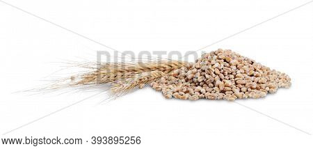 Pile Of Rye Grain And Ears Near Isolated On White Background.