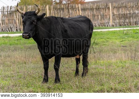 A Black Horned Cow Is Eating In A Meadow Near A Wicker Parkan. Countryside