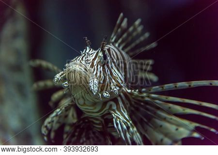 Lionfish (pterois Miles, Scorpaeniformes)