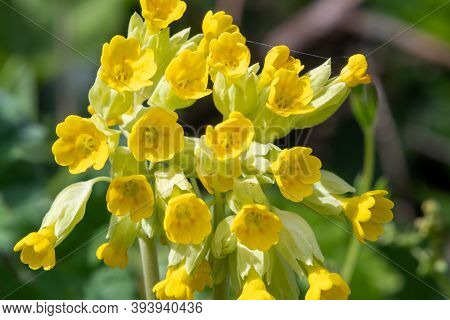 Cowslips (primula Veris)