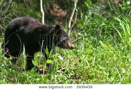 amerikanischer Schwarzbär Serie