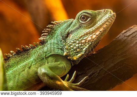 Chinese Water Dragon (physignathus Cocincinus)