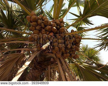 The Lala Palm - Hyphaene ; A Colorful Fruits, Round Flat, Hard Shell With Seed Inside. Bunch Togethe