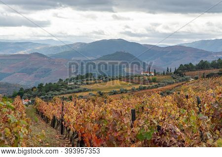 Colorful Autumn Landscape Of Oldest Wine Region In World Douro Valley In Portugal, Different Variete