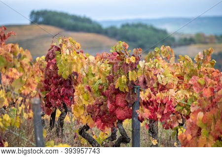 Colorful Autumn Landscape Of Oldest Wine Region In World Douro Valley In Portugal, Different Variete