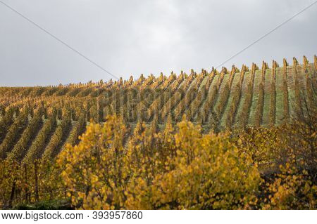 Colorful Autumn Landscape Of Oldest Wine Region In World Douro Valley In Portugal, Different Variete
