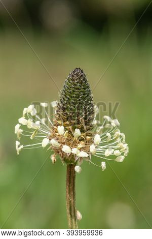 Ribwort Plantain (plantago Lanceolata)