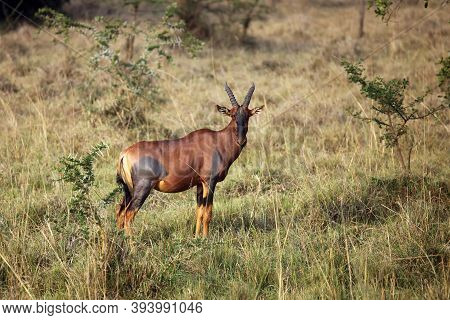 The Common Tsessebe Or Sassaby (damaliscus Lunatus Lunatus) Standing In The Bush
