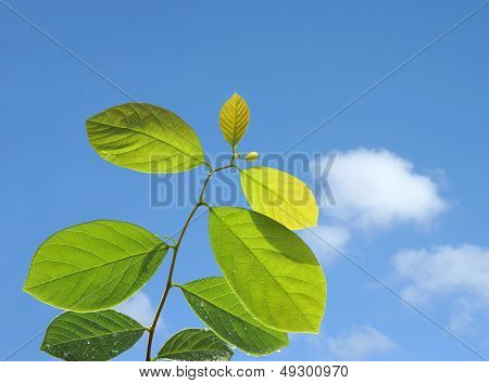 Gröna blad i blå himmel bakgrund