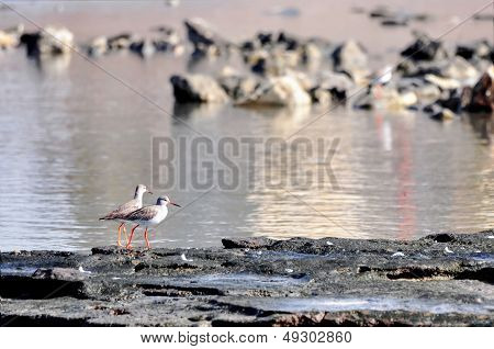 Red legs birds