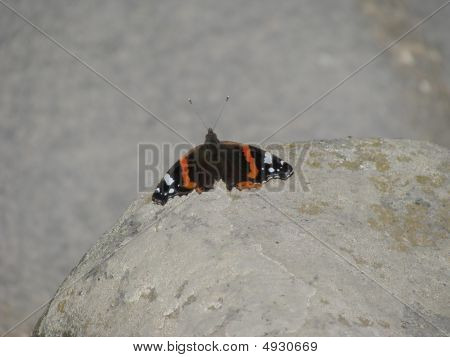 Borboleta