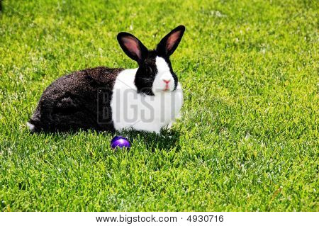 Kaninchen Sie auf Rasen.