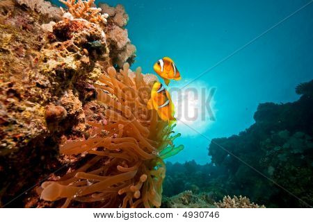 Anemonenfisch, Sonne und Meer