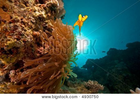 Anemonenfisch, Sonne und Meer