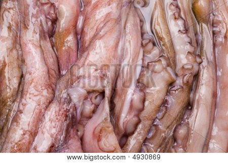 Raw Octopus