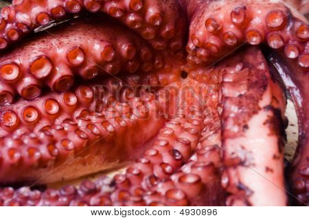 Raw Octopus