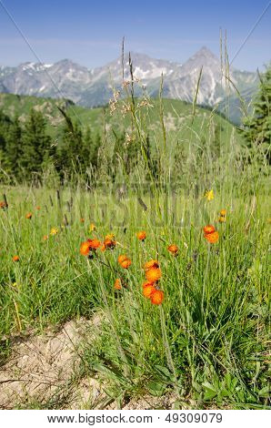 Flowers Blooming Orange And Red On A Mountain Meadow