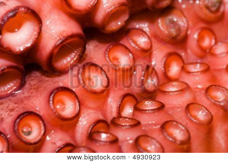 Raw Octopus