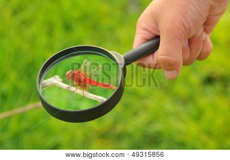 아이 손은 잠자리 관찰 돋보기