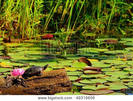 Painted Turtle