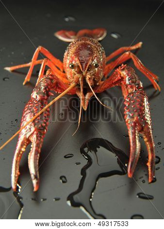 Aggressive small lobsters