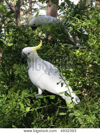 Cockatoos