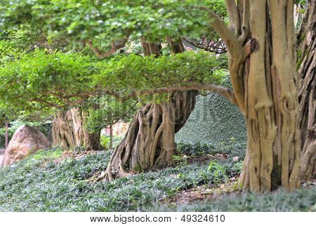 Podocarpus stromy 