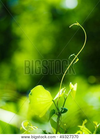 Grøn plante