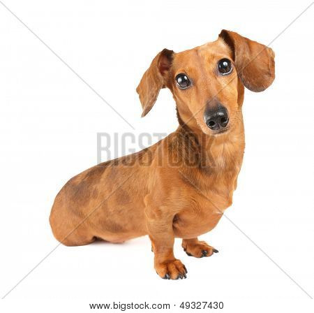 Ritratto di cane bassotto