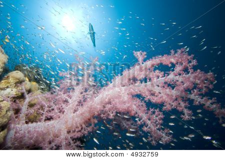 Soft Corals And Glassfish