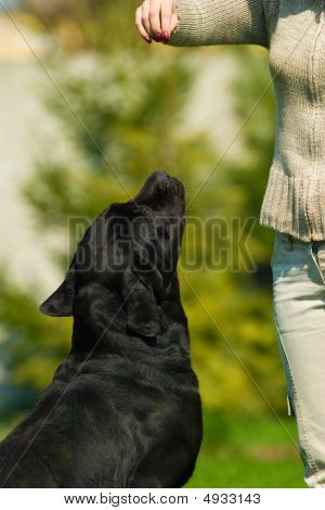 Koira nimeltä voimassa