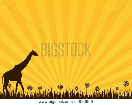 Jiraffe su sfondo giallo