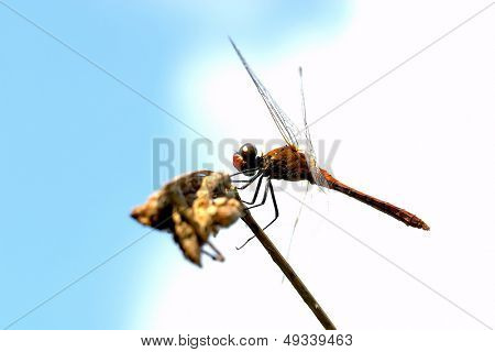 Libélula