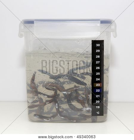 Medicinske Leech-hirudo medicinalis-
